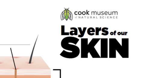 Layers of Skin Worksheet | Cook Museum of Natural Science