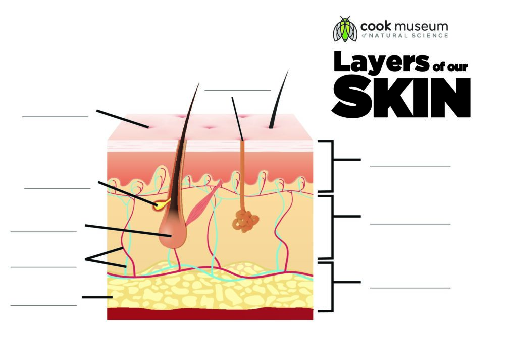 LayersofSkinBlank Cook Museum of Natural Science