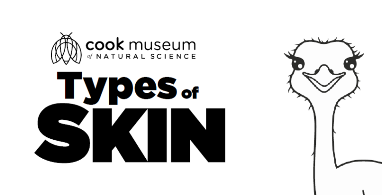 Types of Skin Coloring Page | Cook Museum of Natural Science