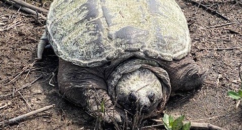 Common Snapping Turtle