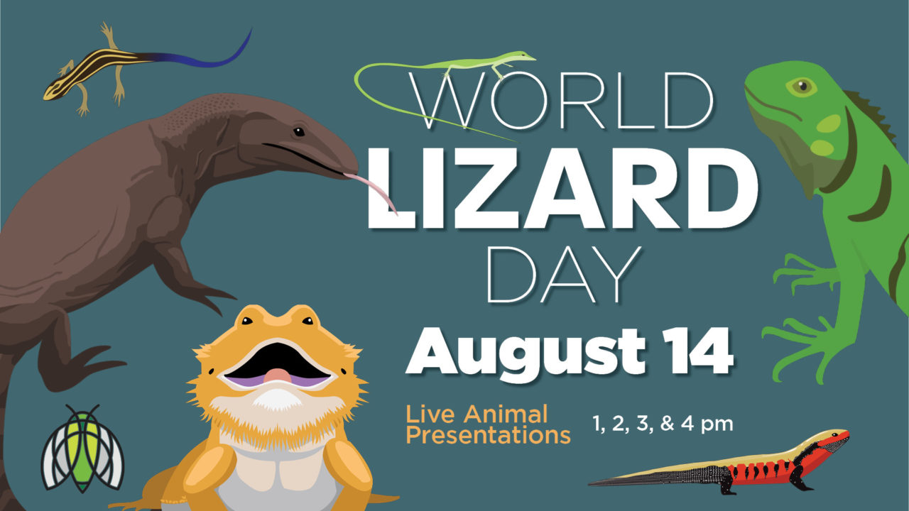 World Lizard Day screen Cook Museum of Natural Science