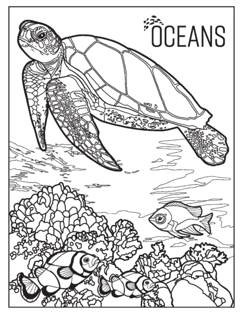 Nature Coloring Sheets  Cook Museum of Natural Science
