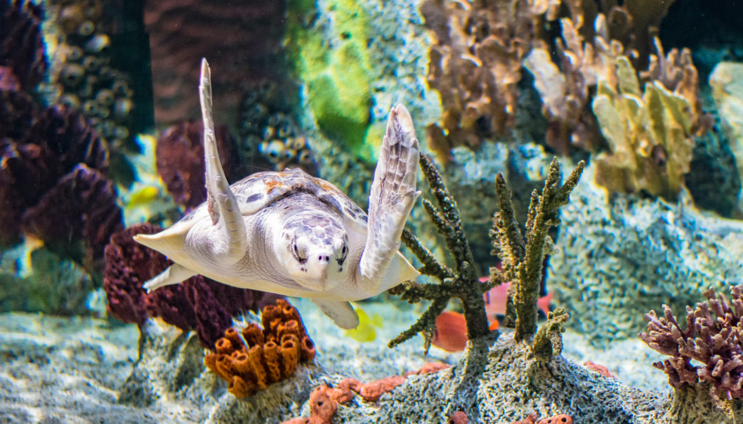 Kale the Kemp's ridley sea turtle at the Cook Museum