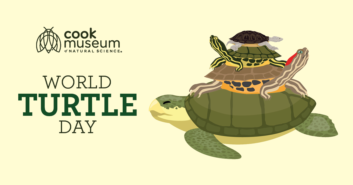 World turtle day