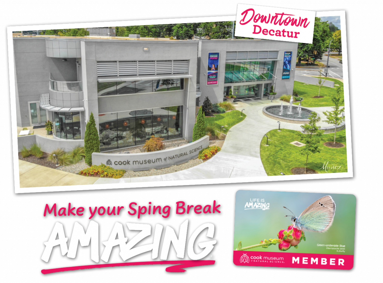 Spring Break at the Museum 2024 landing page Cook Museum of Natural