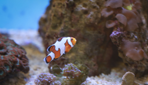2018 01-12 Cook Museum Annex Fish in progress ph (252) 1